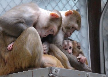 Will the European Commission Take Effective Action to End Experiments on Primates?