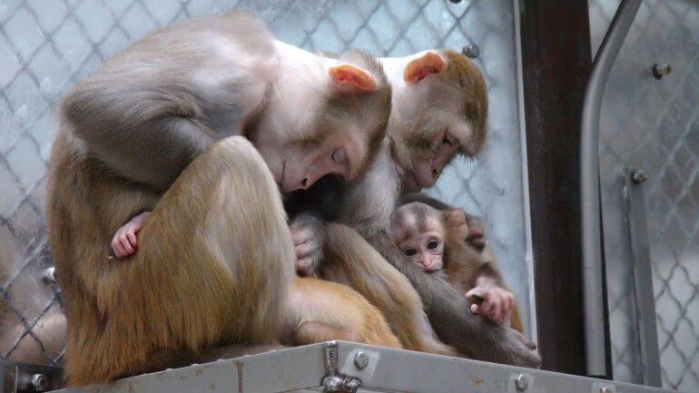 Mother and baby monkeys held by NIH for experimentation.