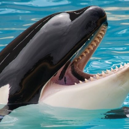 Help Retire Lonely Orca Lolita and Others Like Her to a Seaside Sanctuary