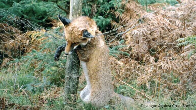 Prince Charles, Stop Using Vile Snare Traps at Sandringham