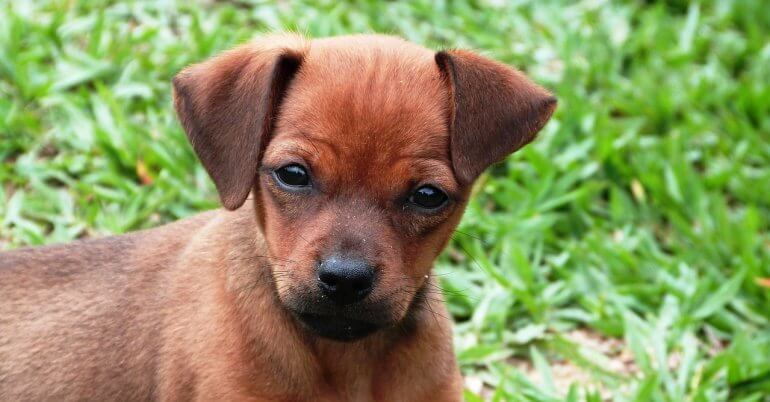 Lucy's Law: What Does It Mean for Animals? Lucy's Law: What Does It Mean for Animals?