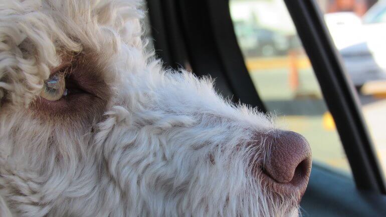 close up of fluffy dog