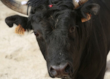 Shocking Video Shows Matador Gored at Spanish Bullfight