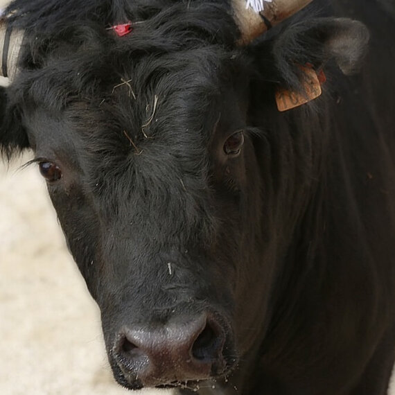 Ask Spain to Close Down Bullfighting Schools