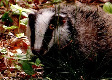 10,000 Badgers Could Be Killed in This Year’s Culls