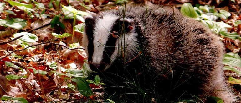 Badger CC0