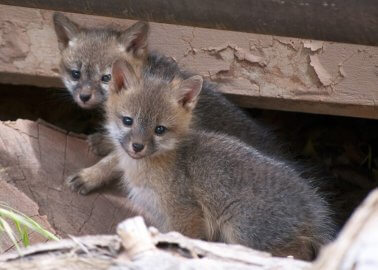 VICTORY: The Kooples Breaks Up With Fur!