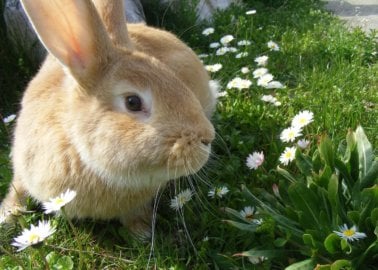 Why You Should Never Buy Live Bunnies as Easter Gifts