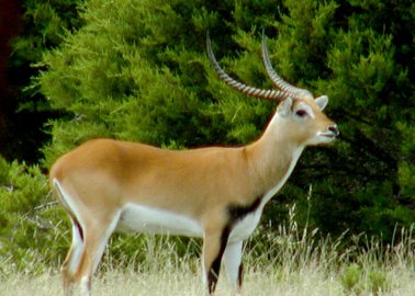 Antelope Escapes From Zoo, Only to Be Captured and Killed