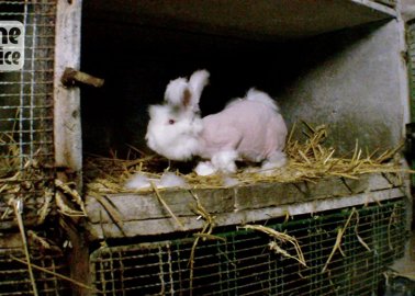 Not Just a Haircut: French Group Takes Government to Court As Rabbits’ Hair Is Still Ripped Out for Angora