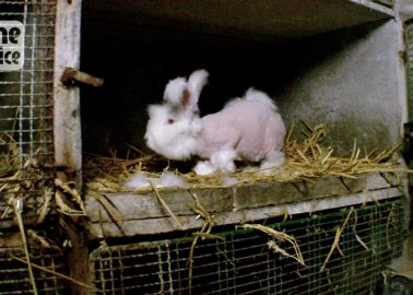 You’ll Never Be Able to Forget These Rabbits’ Screams