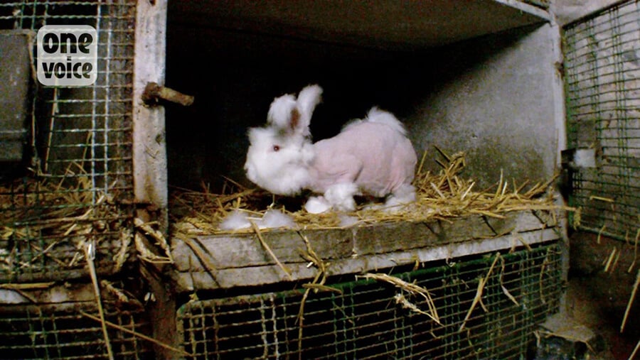 one-voice-angora-rabbit-after-plucking