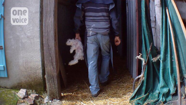 one-voice-angora-rabbit-being-carried