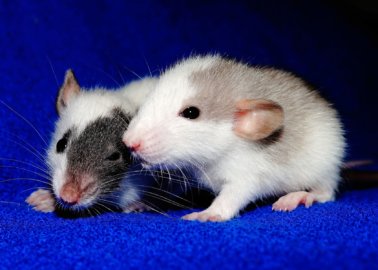 Poll Shows Overwhelming Public Support for Non-Animal Research
