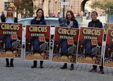 20,000 More People Call on Sweden to End Delay and Ban Wild Animals in Circuses