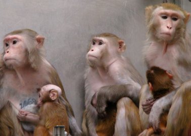 Report Reveals Increased Demand for ‘First Generation’ Primates in British Laboratories