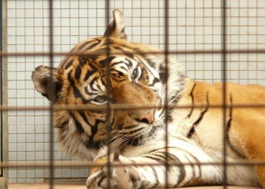 It’s Time for Theresa May to Take Action on Circuses