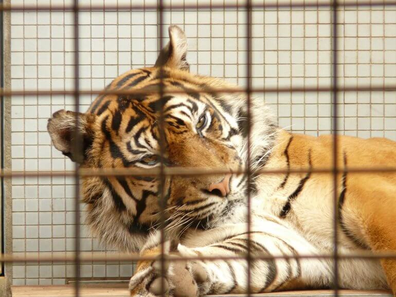 tiger behind bars