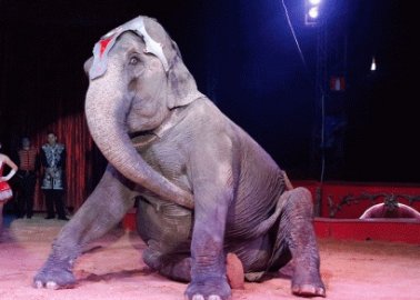 Tim Burton’s ‘Dumbo’ Highlights Circus Cruelty