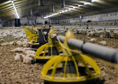 These Aren’t Just Any UK Chicken Farms …