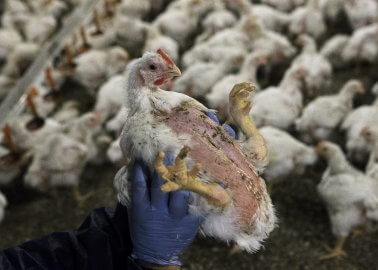 Bird Flu: The Start of Another Pandemic? Human Catches Bird Flu in the UK