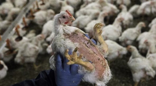 Bird Flu: The Start of Another Pandemic? Human Catches Bird Flu in the UK