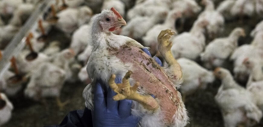 Bird Flu: The Start of Another Pandemic? Human Catches Bird Flu in the UK