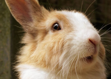 Victory! Kellogg Company Ends Deadly Animal Tests After 65 Years
