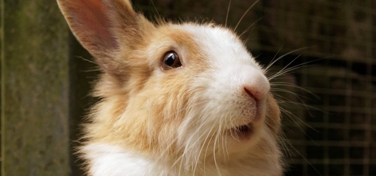 Victory! Kellogg Company Ends Deadly Animal Tests After 65 Years Victory! Kellogg Company Ends Deadly Animal Tests After 65 Years