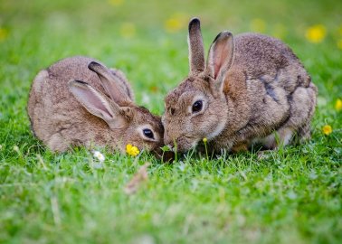 VICTORY! Cruel Staffordshire Rabbit Farm Rejected Again