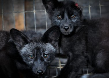 Fur-Free Friday: Here’s How You Can Help Animals Abused and Killed for Fur