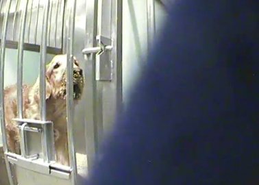 Urge Téléthon to Stop Funding Cruel Experiments on Dogs