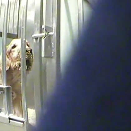 Urge Téléthon to Stop Funding Cruel Experiments on Dogs