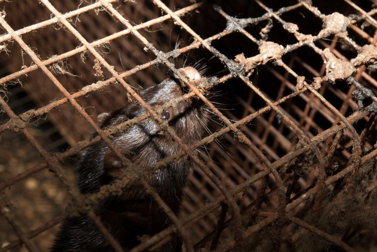 fur-farm-cage-and-mink