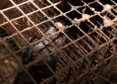 Harvey Nichols Needs to Stop Pretending the Fur It Sells Comes From Animals Who Were ‘Treated Well’