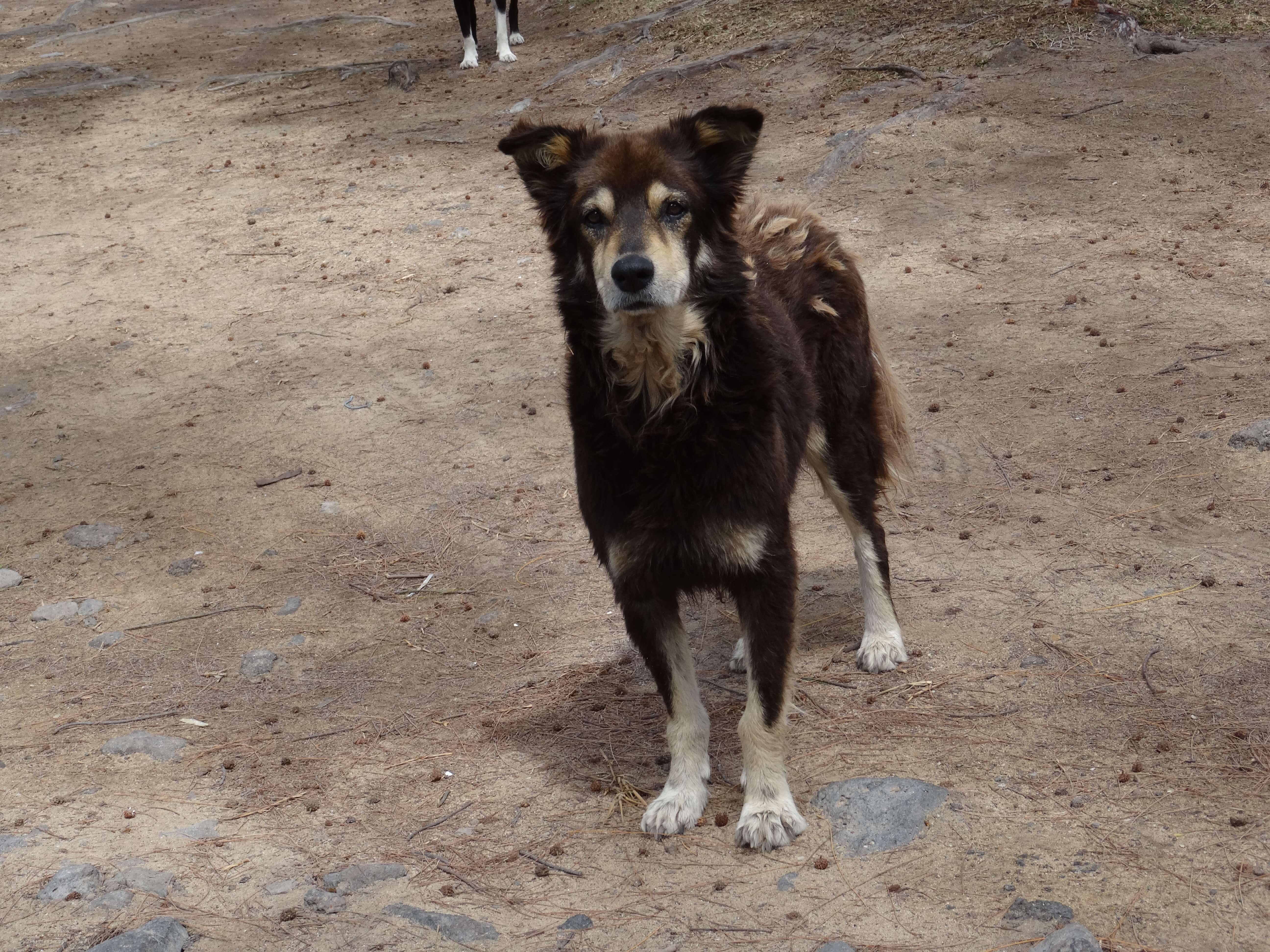 mauritius-dogs-closeup