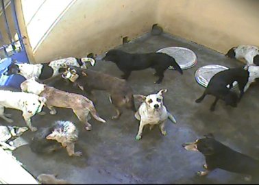 WATCH: Dogs Cruelly Killed on So-Called ‘Paradise Island’