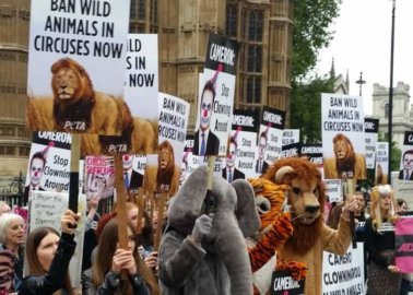 Finally! Government Introduces Bill to Ban Use of Wild Animals in Circuses in England