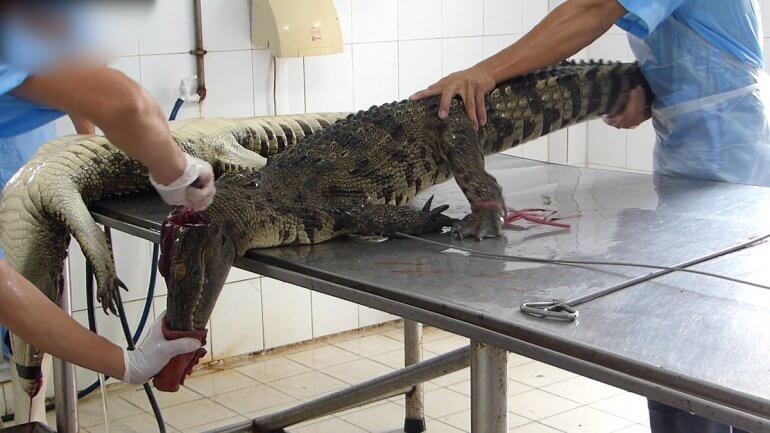 Are Hermès or Louis Vuitton Behind These Crocodile Factory Farm Plans?