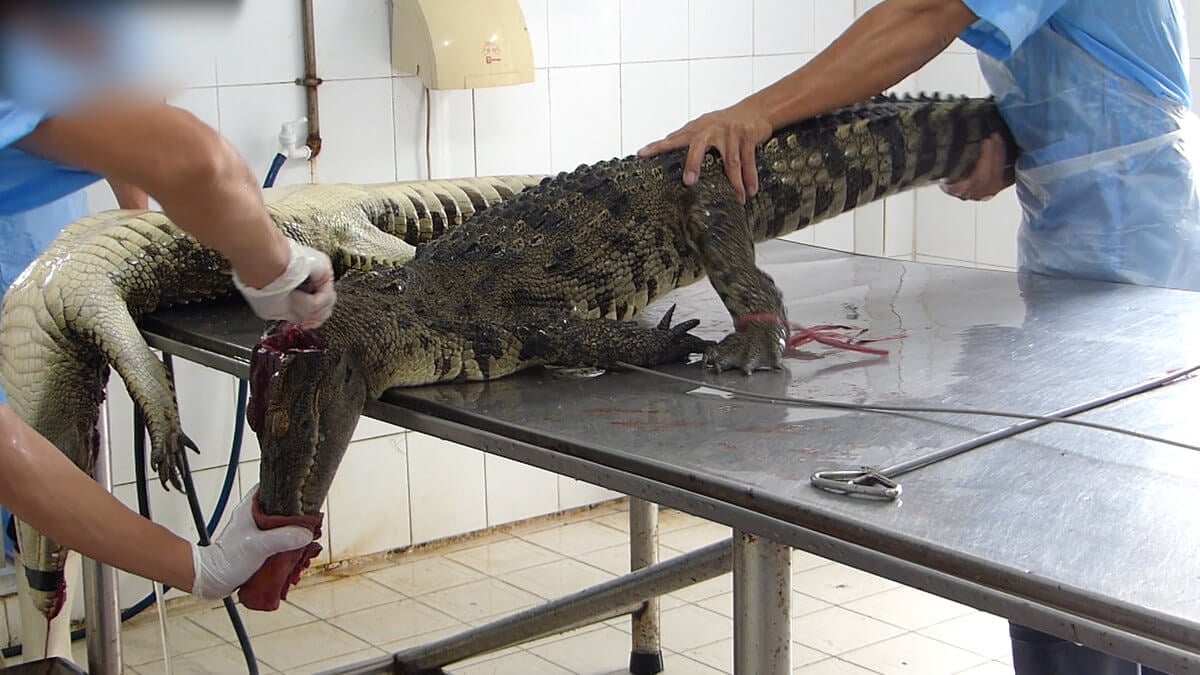 vietnam crocodile 4