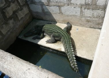 The Cruelty Behind Crocodile-Skin Handbags