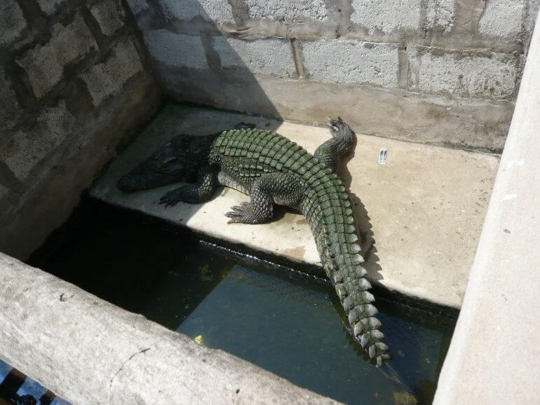 Crocodiles Die Horrifically In Vietnam For Louis Vuitton Leather Bags