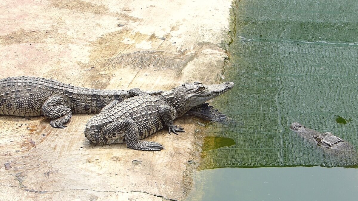 Footage Shows Crocodiles Skinned Alive For Louis Vuitton Purses