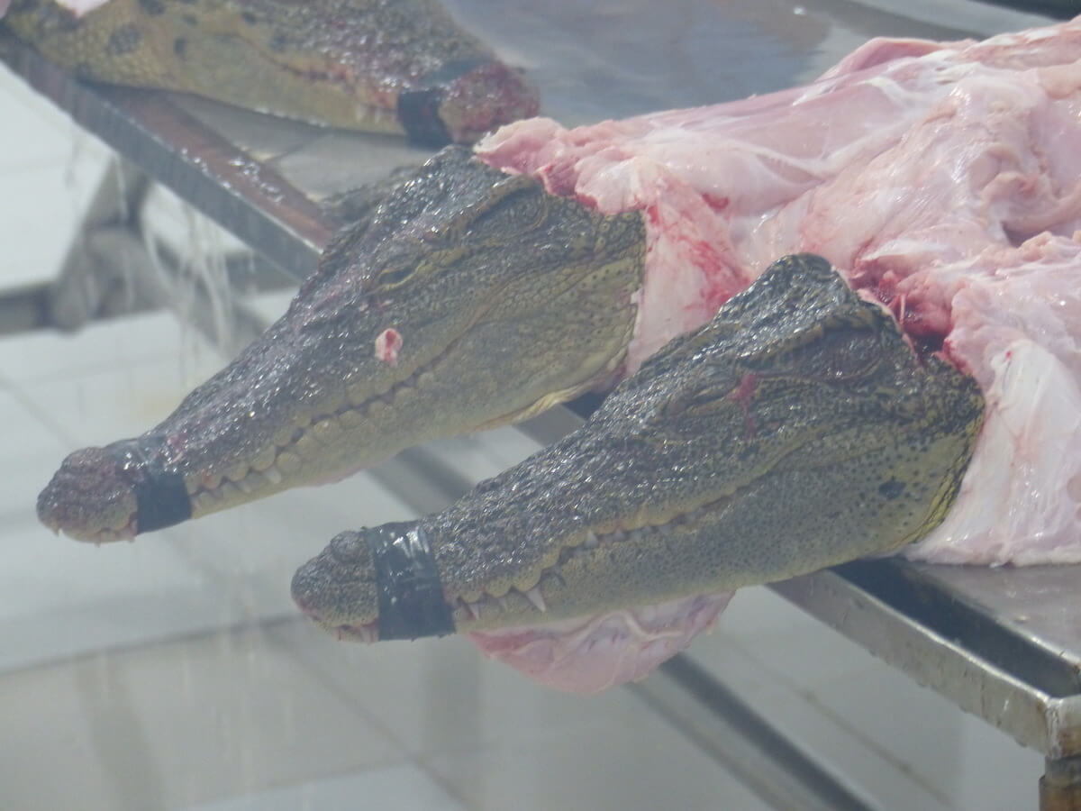 PETA Exposes the Cruelty Behind Crocodile Skin Bags