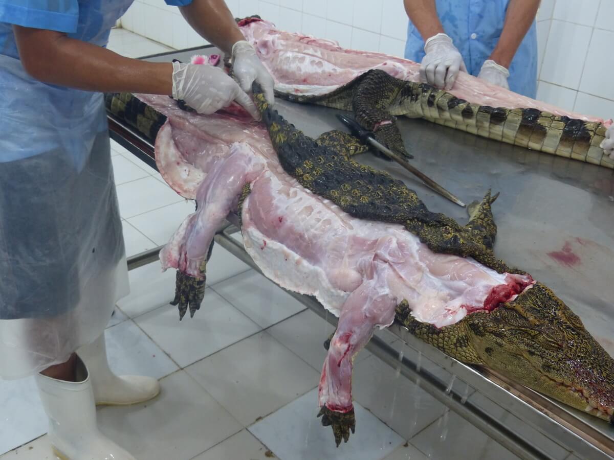 Footage Shows Crocodiles Skinned Alive For Louis Vuitton Purses