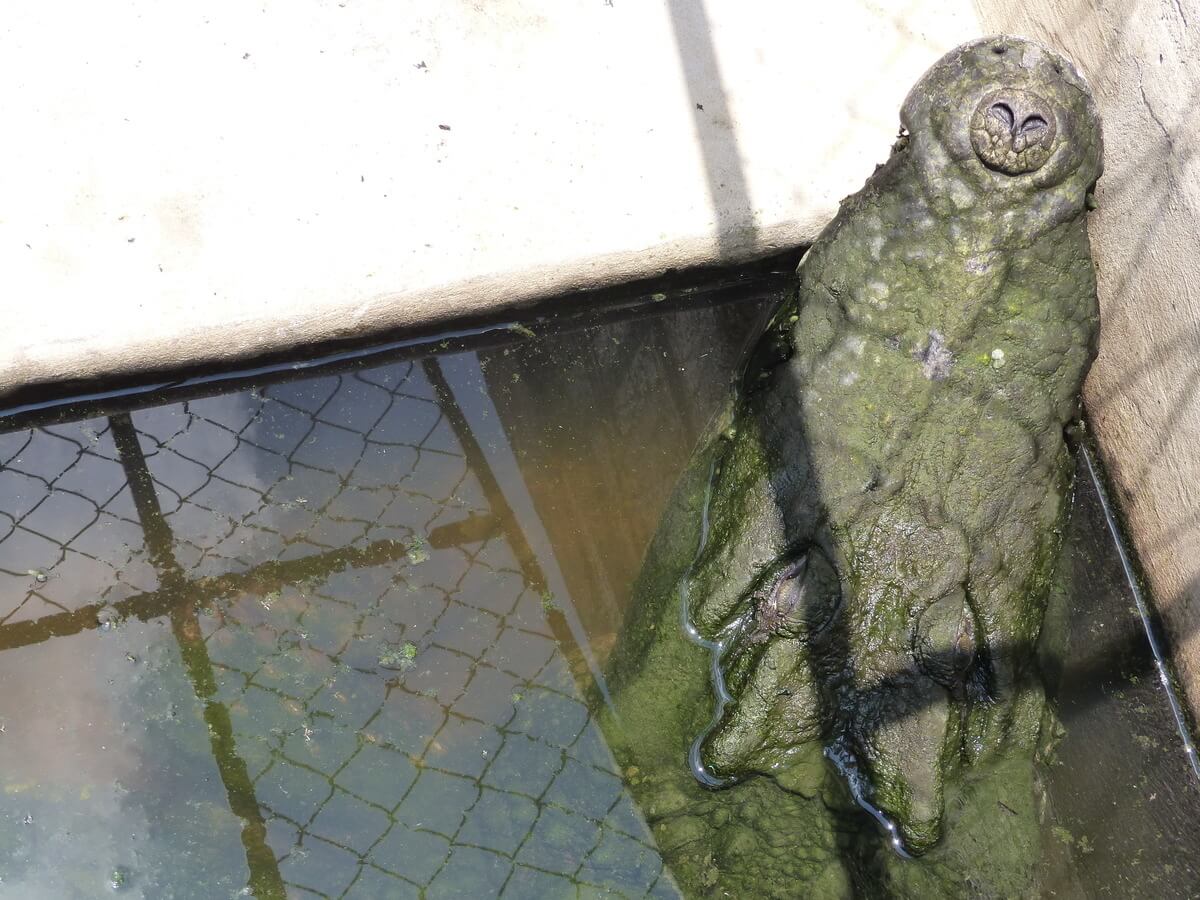 Tell Louis Vuitton to Stop Torturing Crocodiles — Species Unite