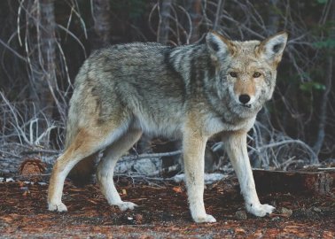 WATCH: How Terrified, Trapped Coyotes Can Be Killed for Fashion