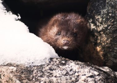 UPDATE: Dutch Ban on Breeding and Killing Minks for Fur Has Been Upheld