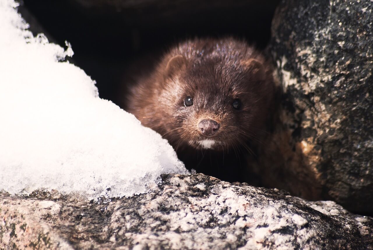 Mink in the snow