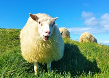 VICTORY! Australian First: Wool Workers Charged for Abusing Sheep